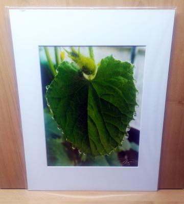 Dew Leaf - 8x10 on 11x14 Mat - Sow Thankful Life on the Farm Photos