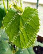 Dew Leaf - 8x10 on 11x14 Mat - Sow Thankful Life on the Farm Photos 1