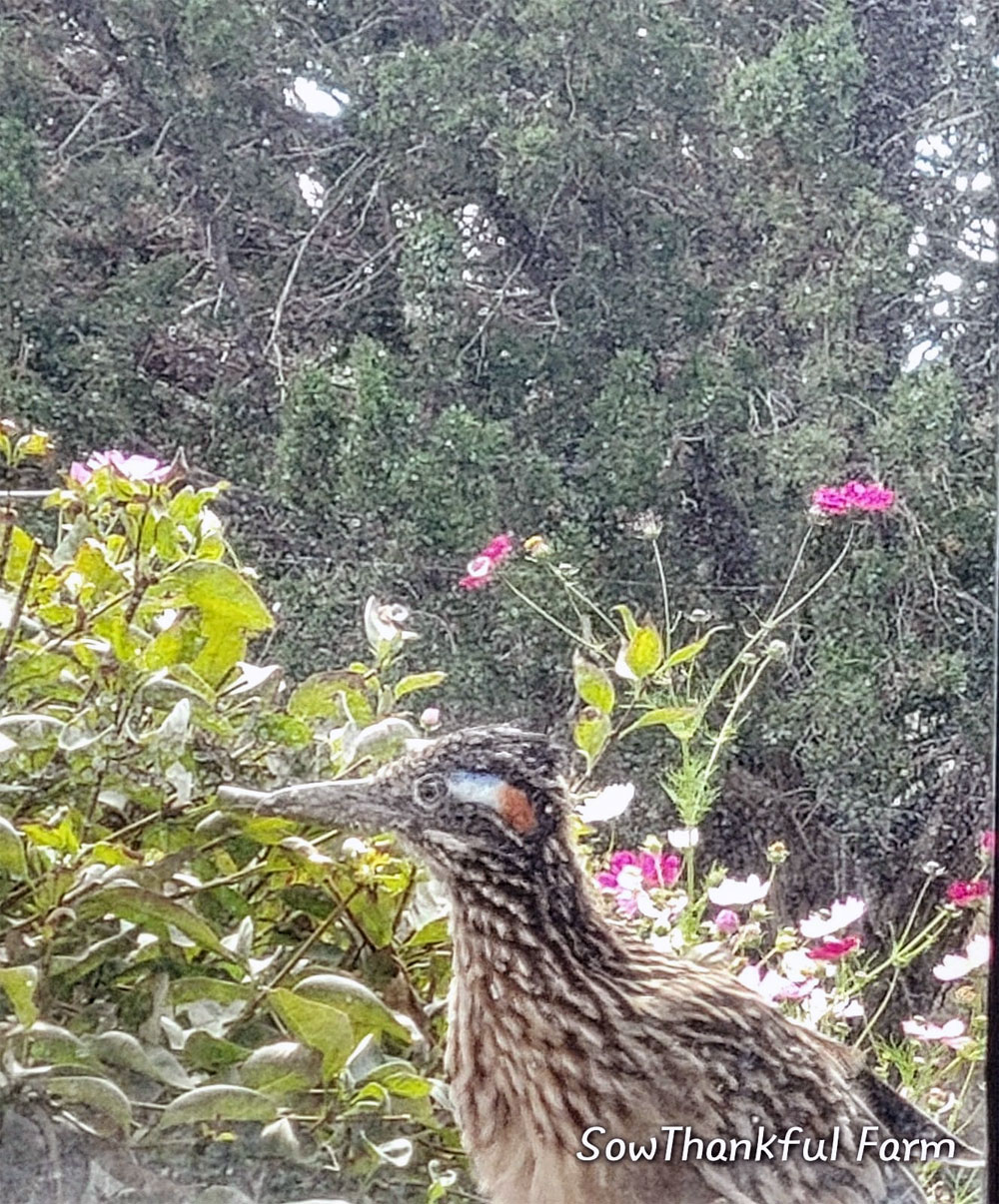 Roadrunner knocking on my window